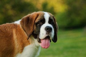 Saint Bernard portrait, outdoors 